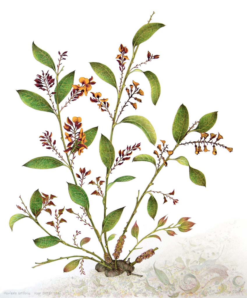 Australian Natives Cathryn Coutts